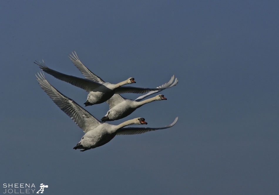 Mute Swans.jpg - Three Mute Swans flying in formation 